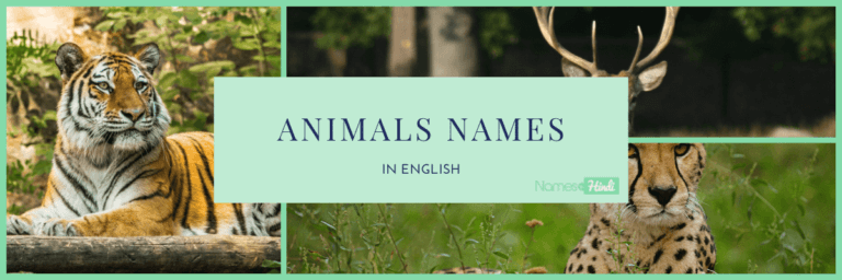 100+ Animals Name Hindi | हिन्दी में जानवरों के नाम