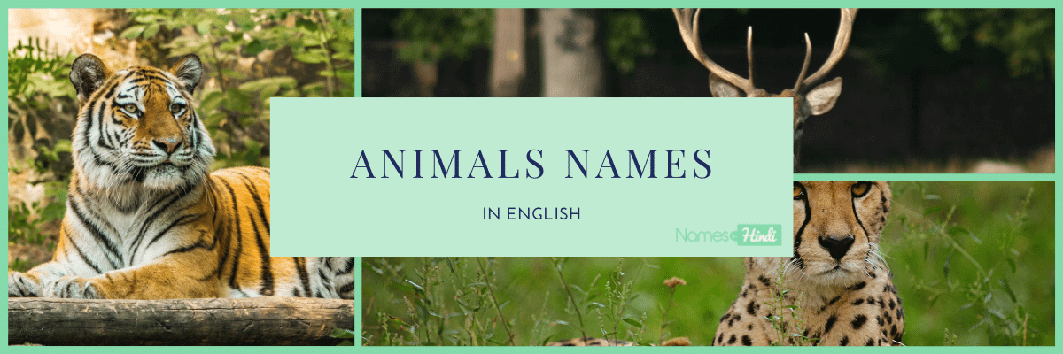 Animals Name in hindi 1