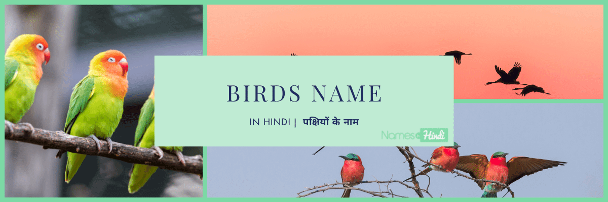 Birds Name in Hindi पक्षियों के नाम