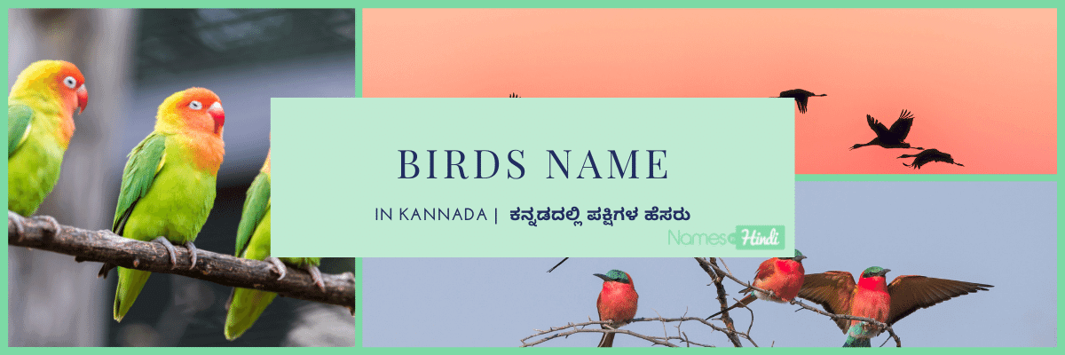 Birds Name in Kannada ಕನ್ನಡದಲ್ಲಿ ಪಕ್ಷಿಗಳ ಹೆಸರು