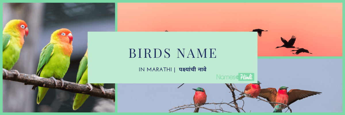 Birds Name in Marathi पक्ष्यांची नावे