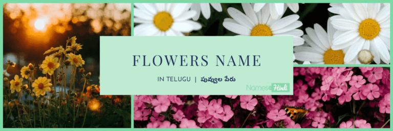 75+ Flowers Name in Telugu  | పువ్వుల పేరు