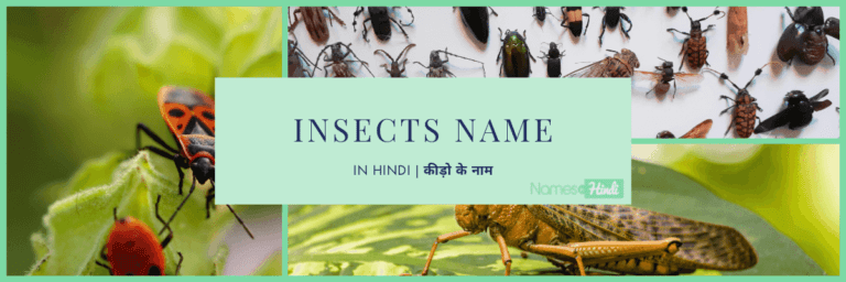 20+ Insects Name in Hindi and English | कीड़ो के नाम