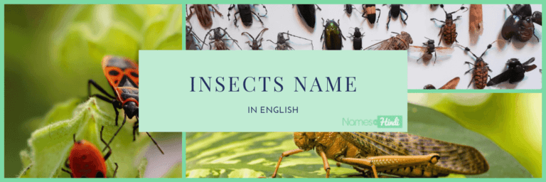 20+ Insects Name in English