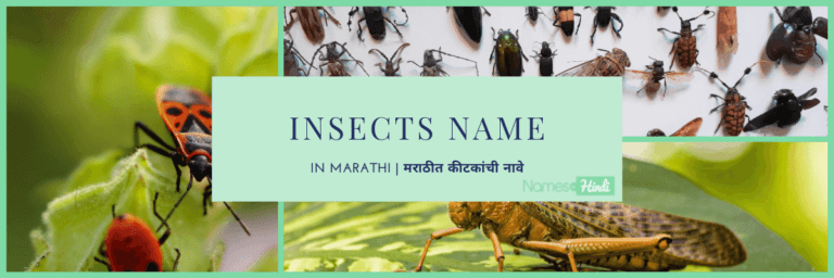 20+ Insects Name in Marathi | मराठीत कीटकांची नावे