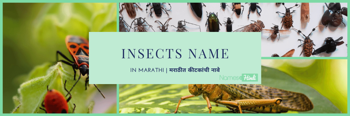 Insects Name in Marathi
