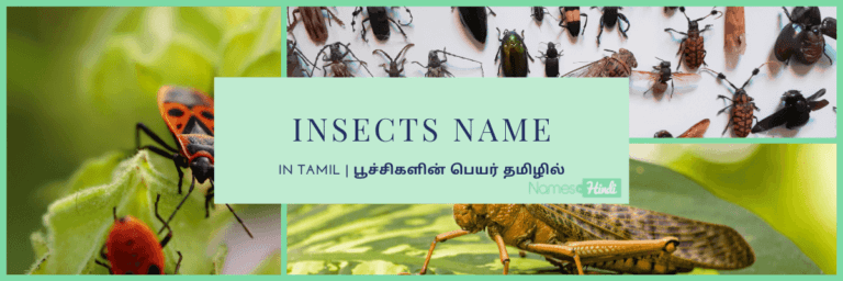 20+ Insects Name in Tamil | பூச்சிகளின் பெயர் தமிழில்