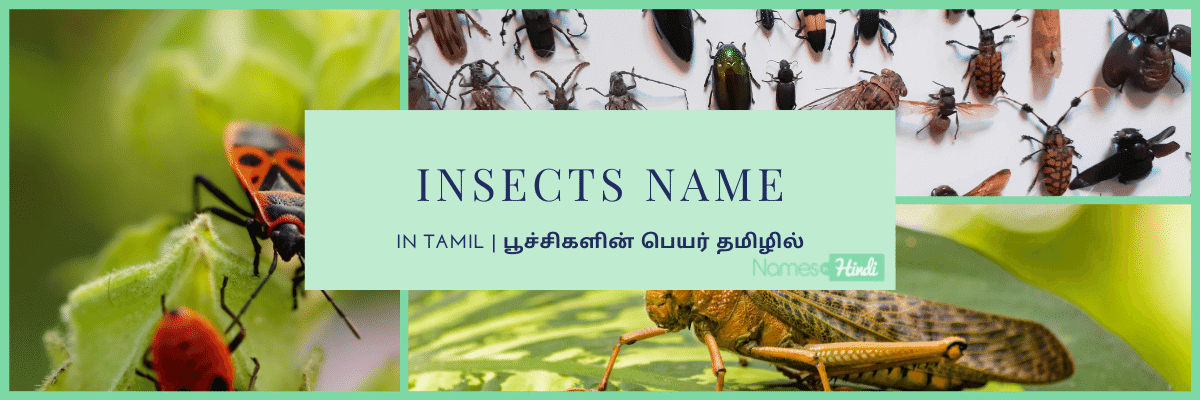 Insects Name in Tamil